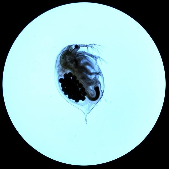 Adult Daphnia microscope image