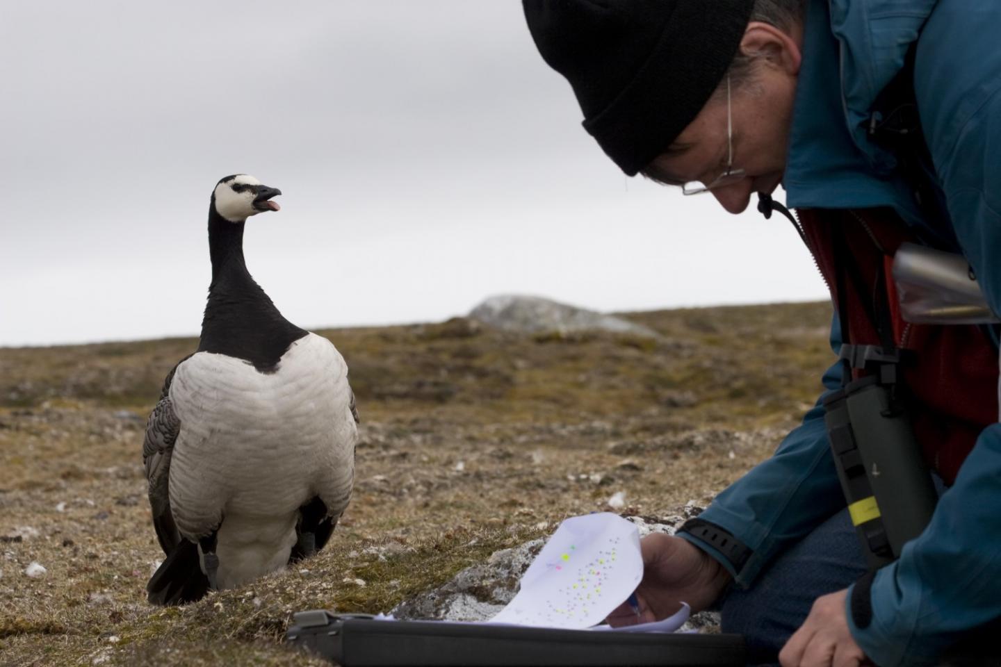 Three Decades of Research on Svalbard Barnacle Geese