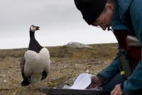 Three Decades of Research on Svalbard Barnacle Geese