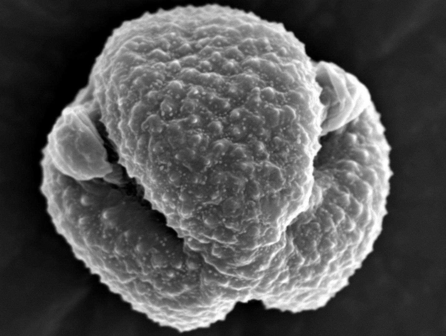 REM-image of an Artemisia Pollen