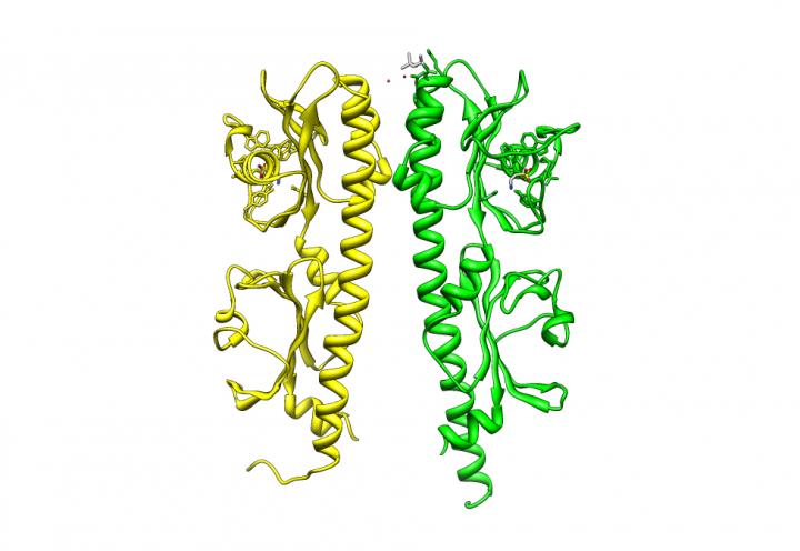 Molecular Structure of Mlp37