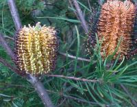 <i>Banksia spinulosa</I>