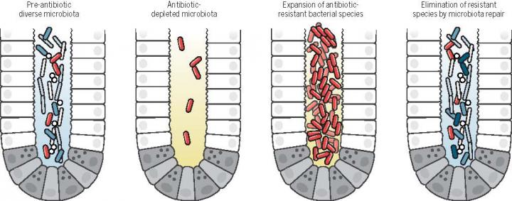 Special Microbiome Issue (1 of 2)