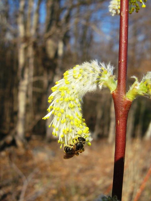 Bee on willow