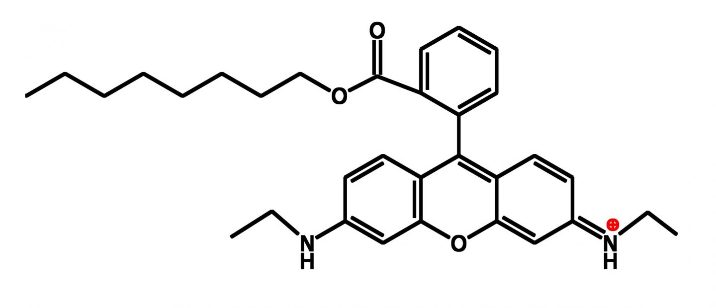 Rhodamine-octyl
