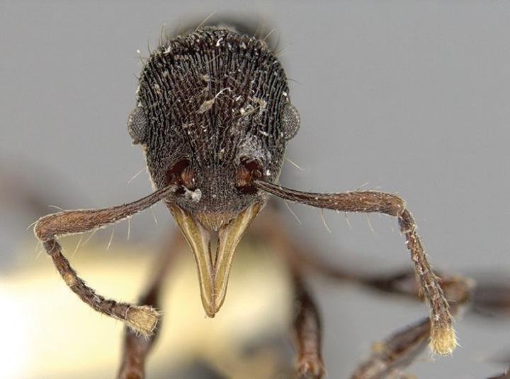 Worker of the New Ant Species