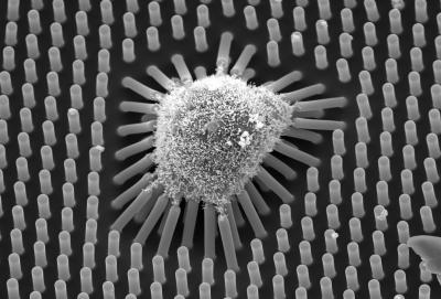 Human Mesenchymal (2 of 3)