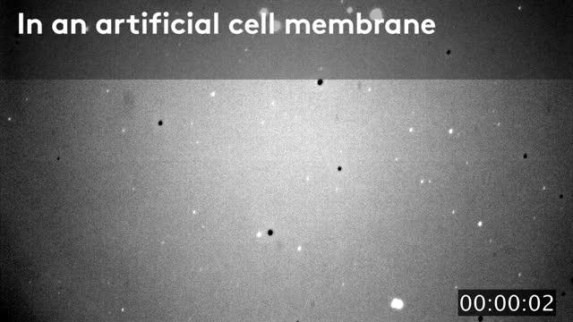 Inside An Artificial Cell Membrane