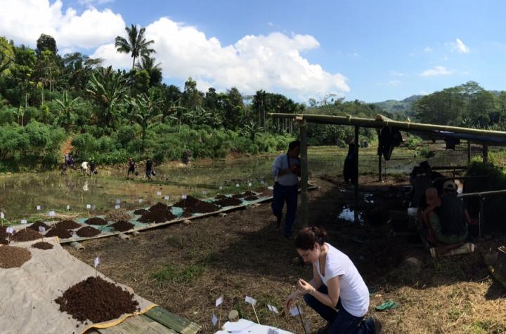 Excavation at Liang Bua