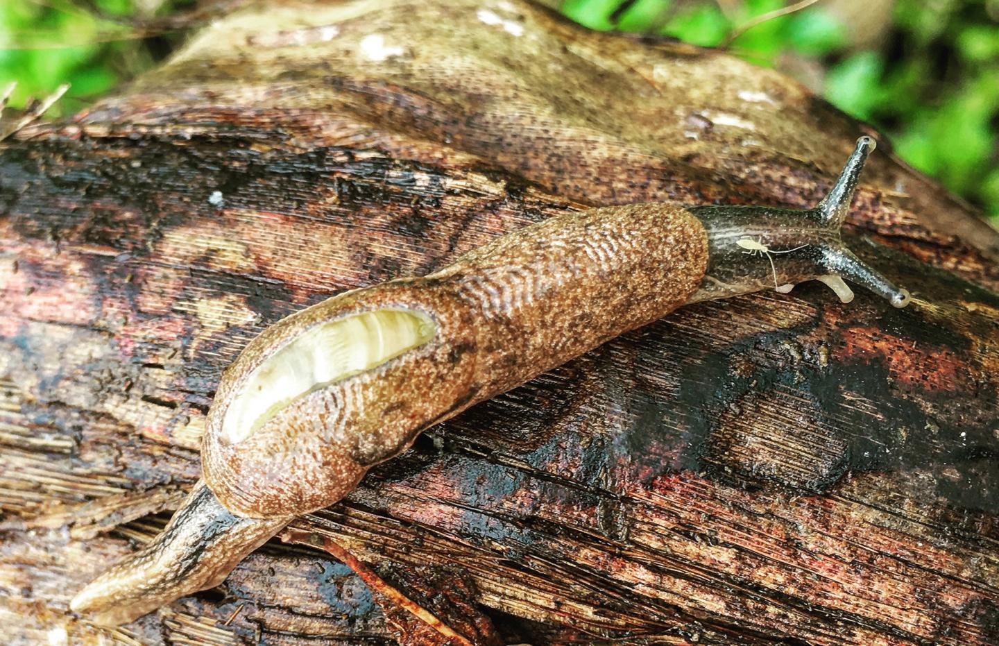 Semi-Slug