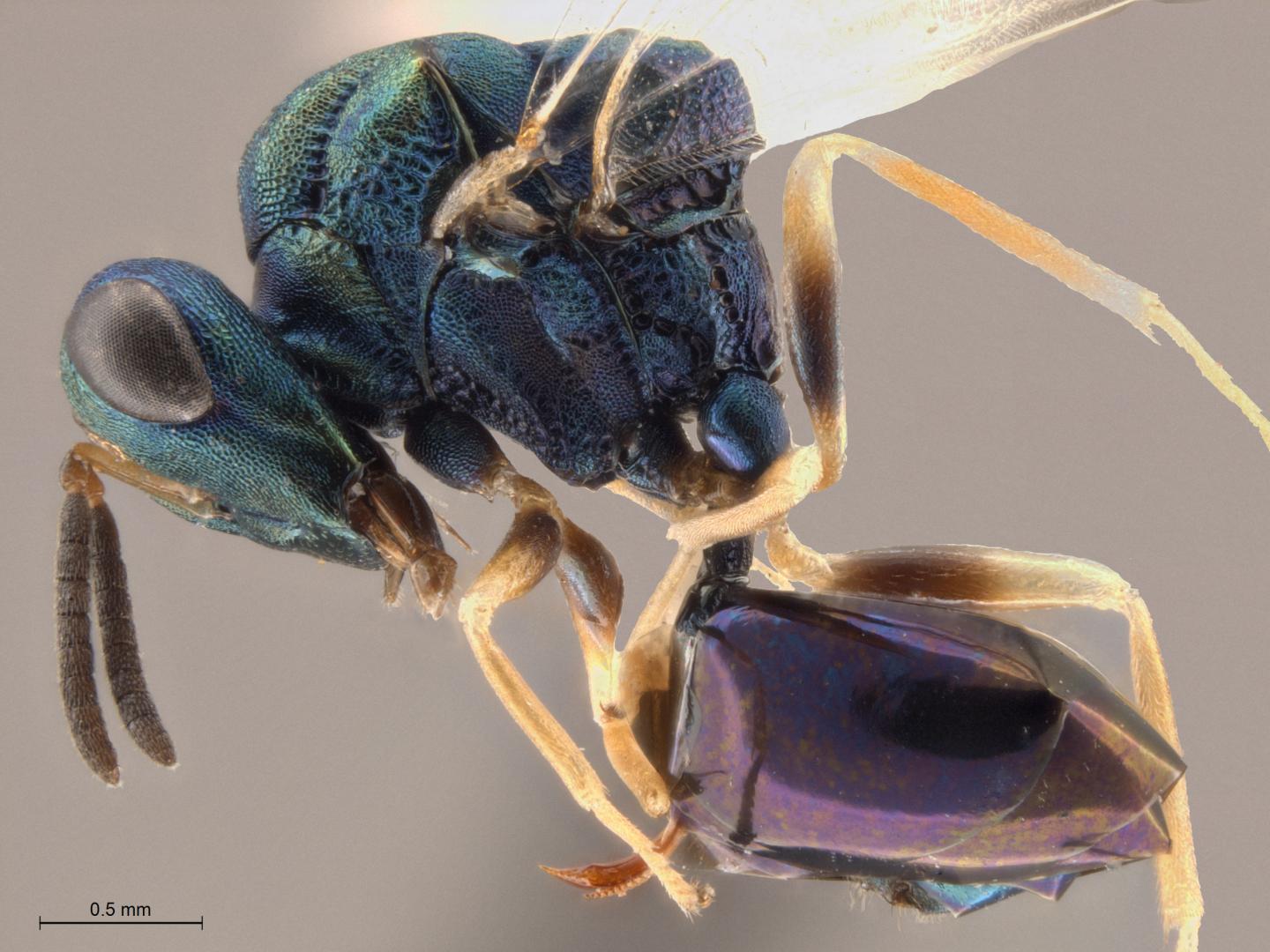 wasps ants and ani difranco eurekalert