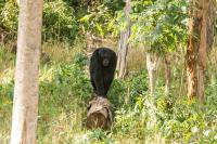 Chimpanzee Walks along Logged Eucalyptus Tree in Hoima District Uganda