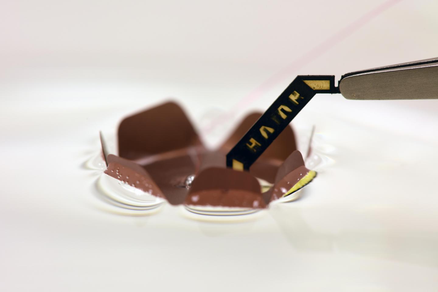 Swimming HAMR Footpad