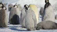 Emperor Penguins and Climate Change