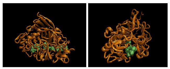 Molecular Model Of Catalytic Domain Of Trcel7A
