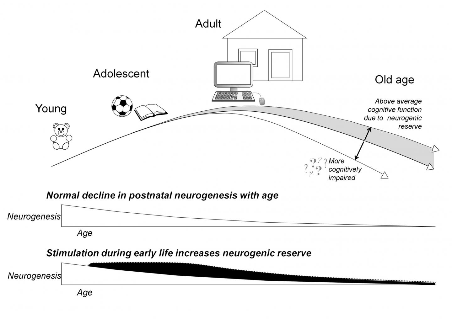 The Neurogenic Reserve Hypothesis