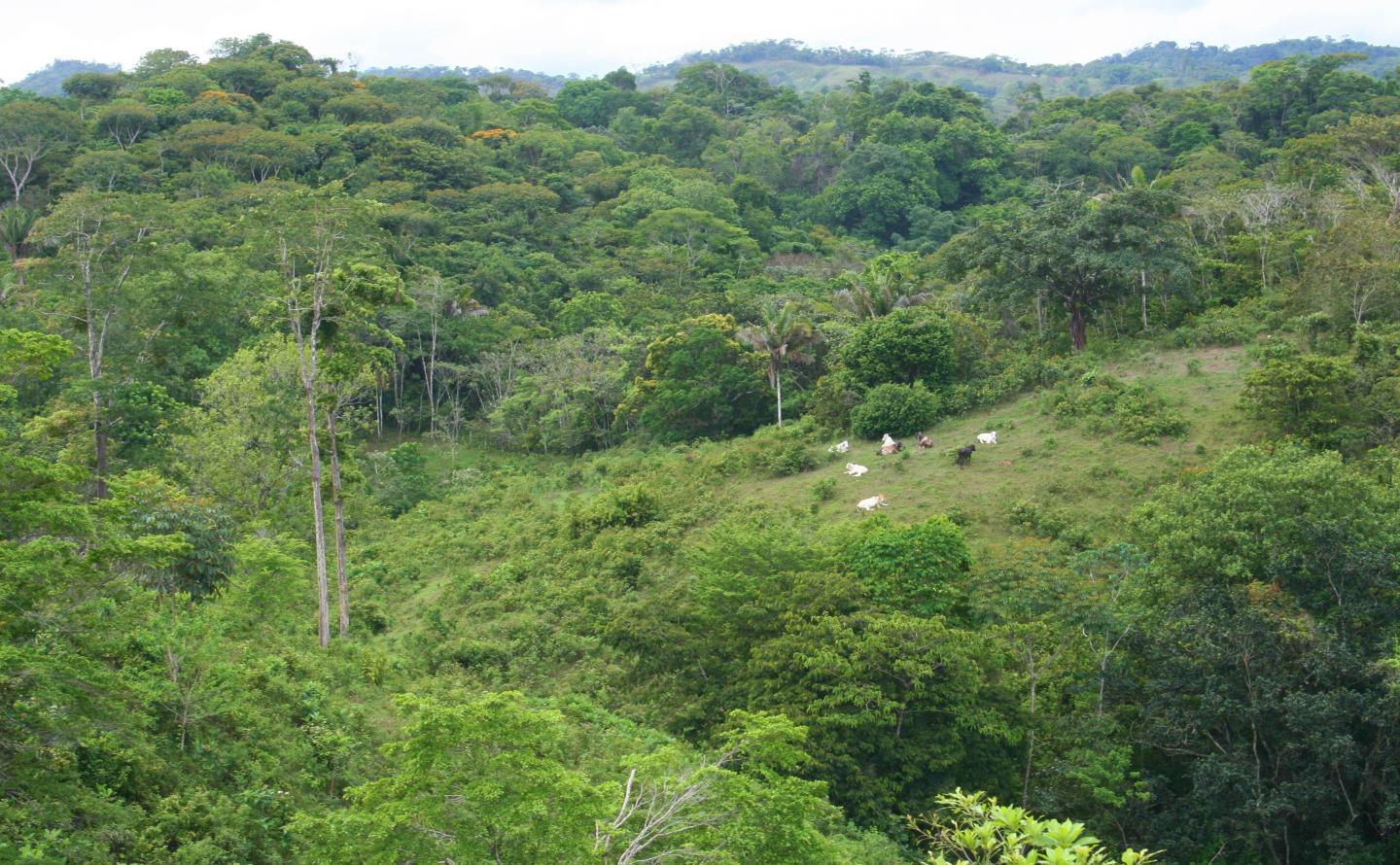 Reforestation is an important strategy to protect the tropical carbon sink.