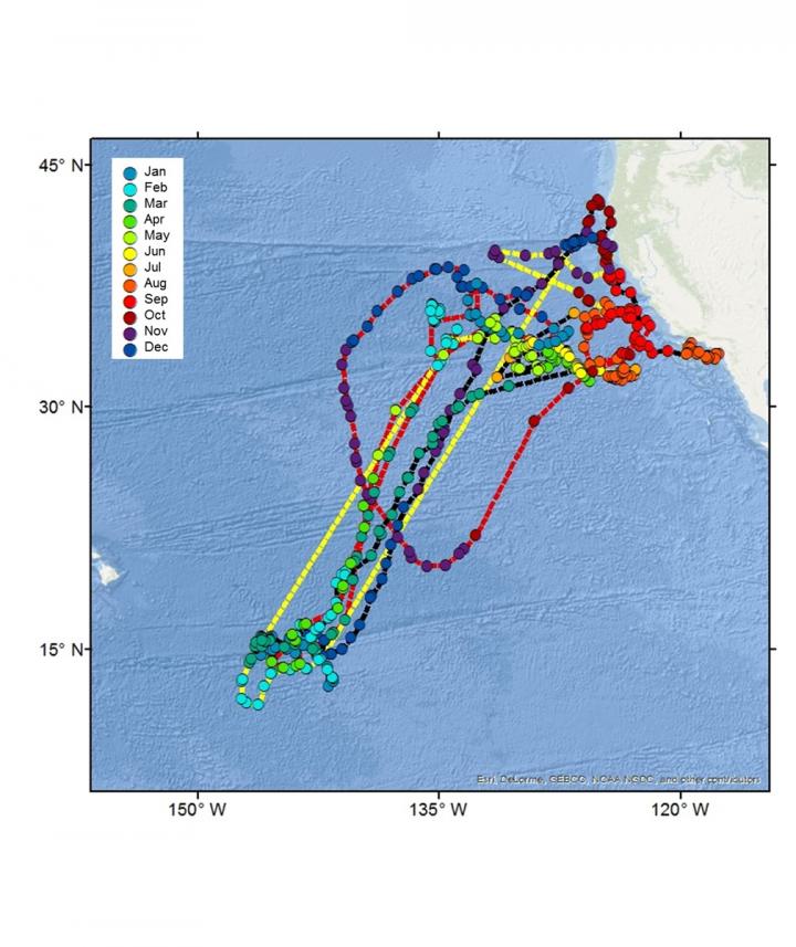 Tagged Shark's Travels