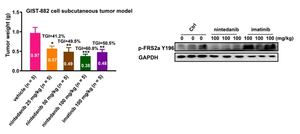 Nintedanib Found Effective for Gastrointestinal Stromal Tumors