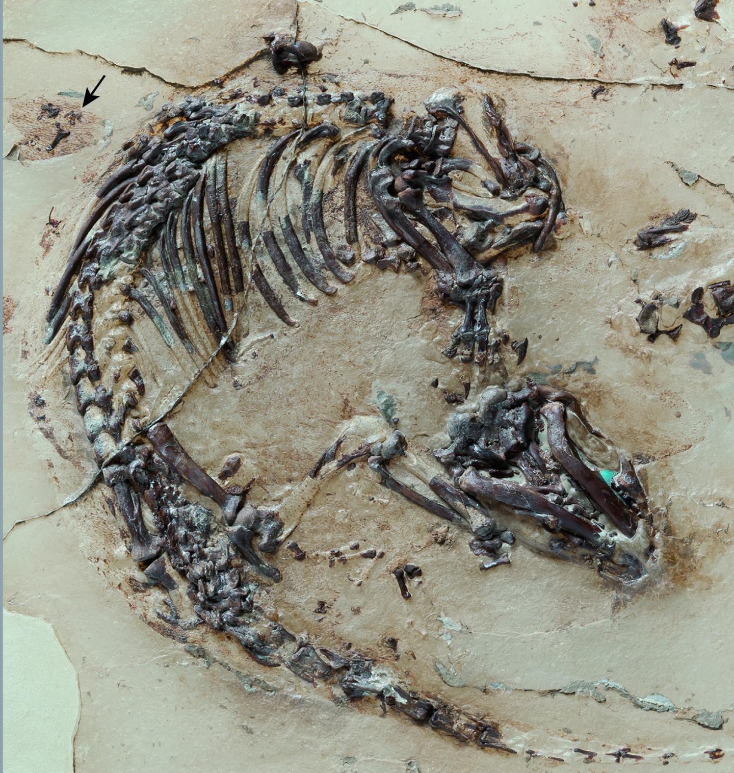 Skeleton of the Cretaceous Mammal <i>Spinolestes</i> with Preserved Fur Shadows