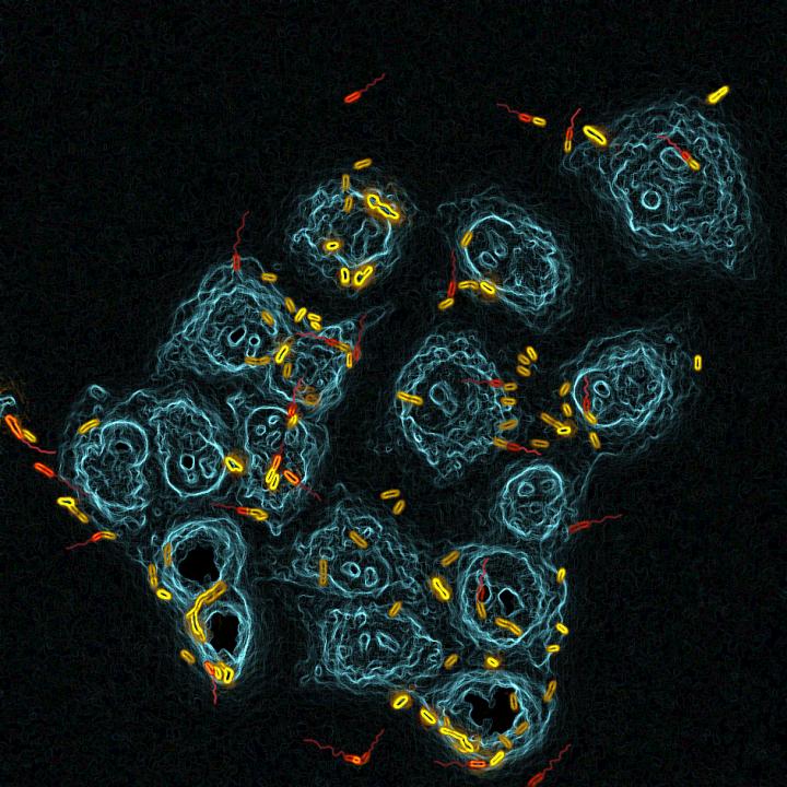 <i>Pseudomonas aeruginosa</i> Colonize its Host