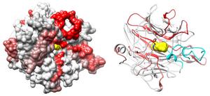 Protein surface and ribbon