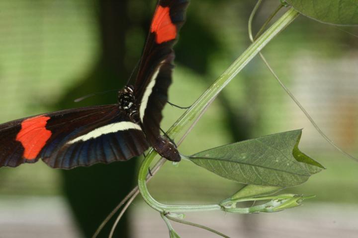 <i>Heliconius erato</i> 2