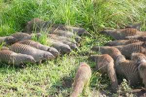 Groups of mongooses fighting