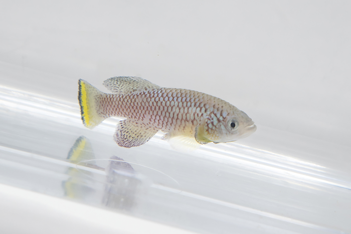 the african killifish (notobranchius furzeri) can be used to