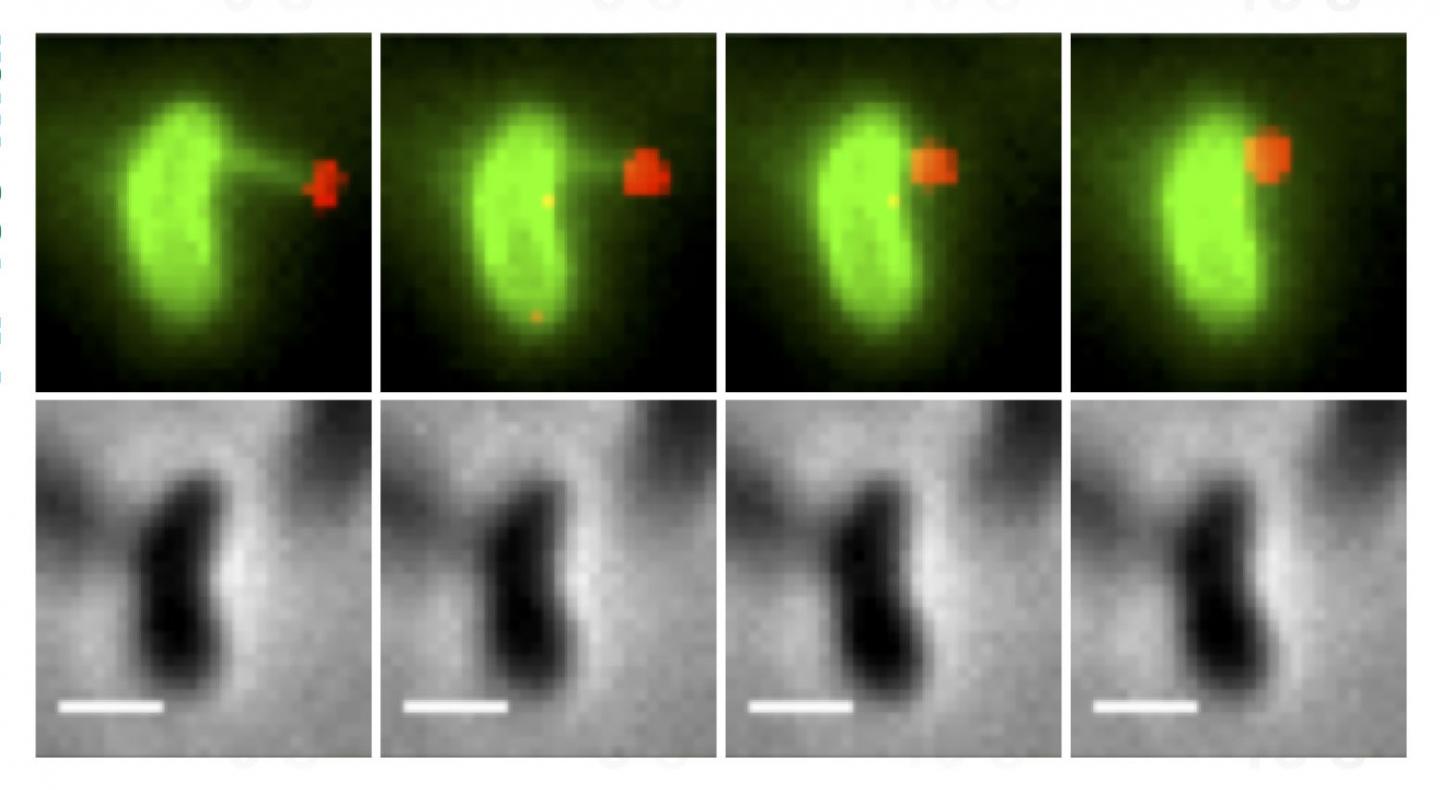 images of Pilus Pulling DNA