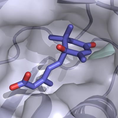 Abscisic Acid Inside Its Receptor
