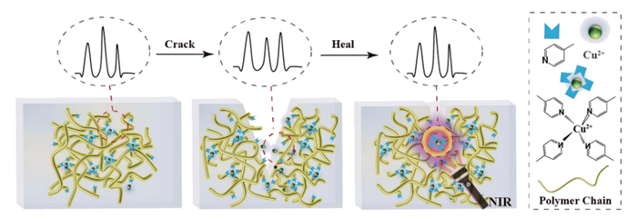 Photothermal effect induced self-healing and Raman spectrum change of the pyridine–Cu dynamic bond in the process of self-healing.