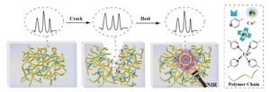 Photothermal effect induced self-healing and Raman spectrum change of the pyridine–Cu dynamic bond in the process of self-healing.