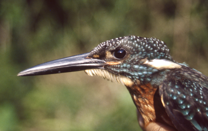 Blyth's Kingfisher (Alcedo hercules)