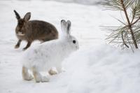 Winter Hares 2