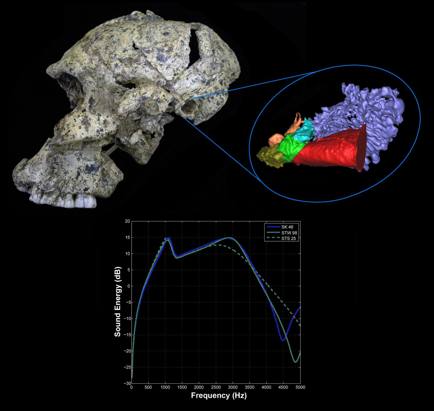 <i>Paranthropus robustus</i>, Virtual Reconstruction and Hearing Curves