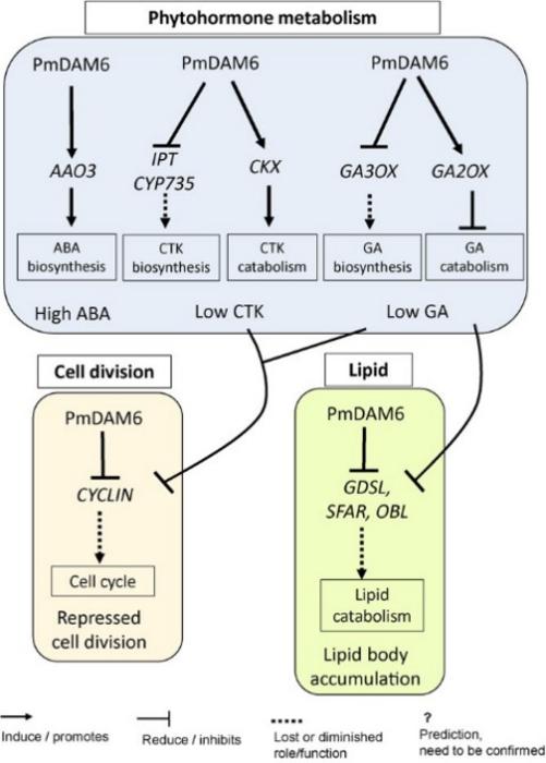 Proposed model illustrating how PmDAM6 regulates ABA, CKT, and GA metabolism, lipid body accumulation, and cell division in the dormant vegetative meristem of Prunus mume.