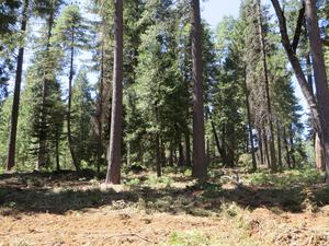 Twenty years of restoration thinning at Blodgett Forest Research Station