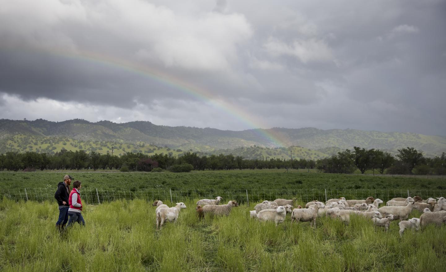 Sheep Farmers on Rangeland