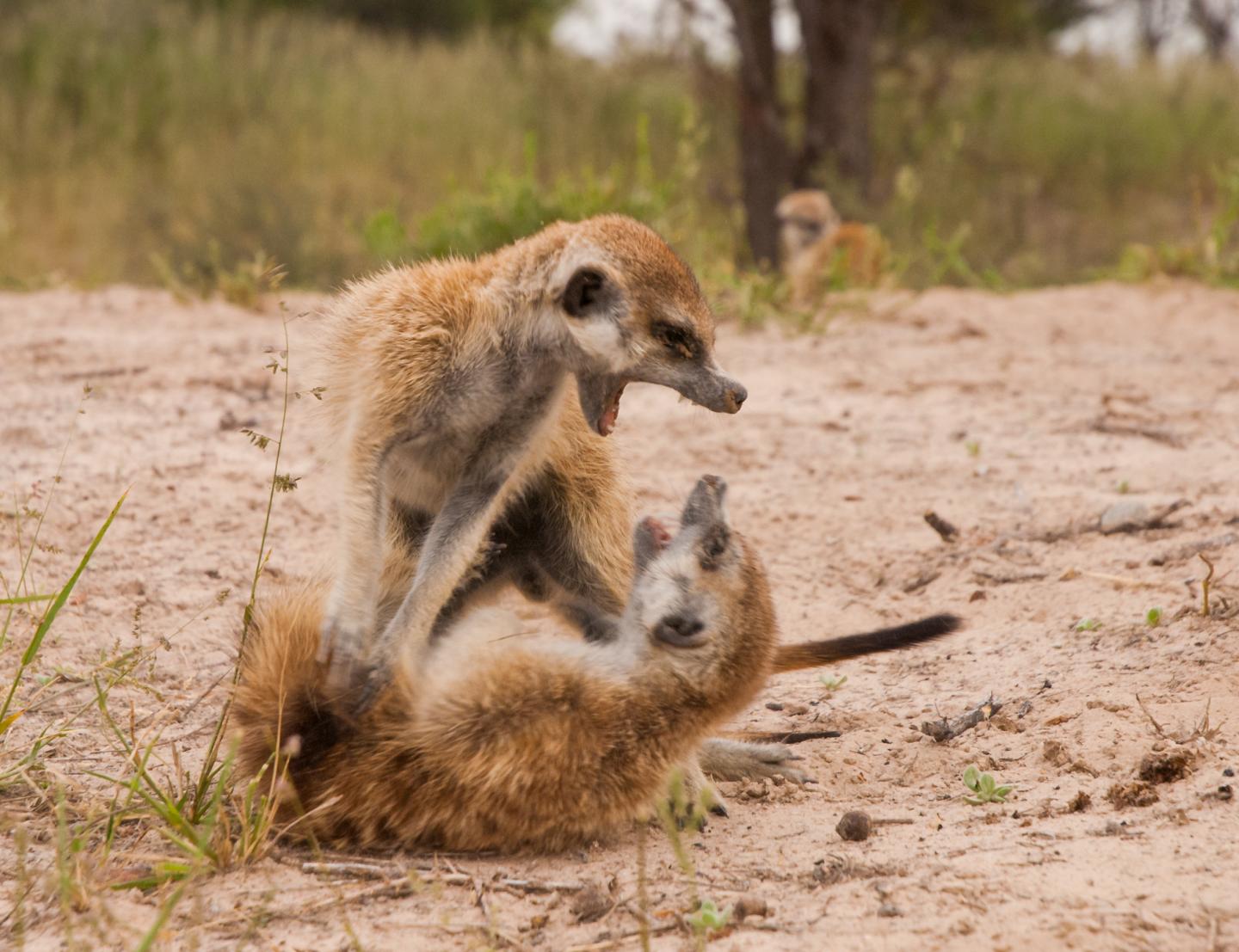 The Struggle for Dominance in Meerkat Societies