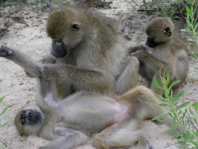 Baboons Grooming (1 of 3)