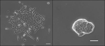 Embryonic Stem Cells