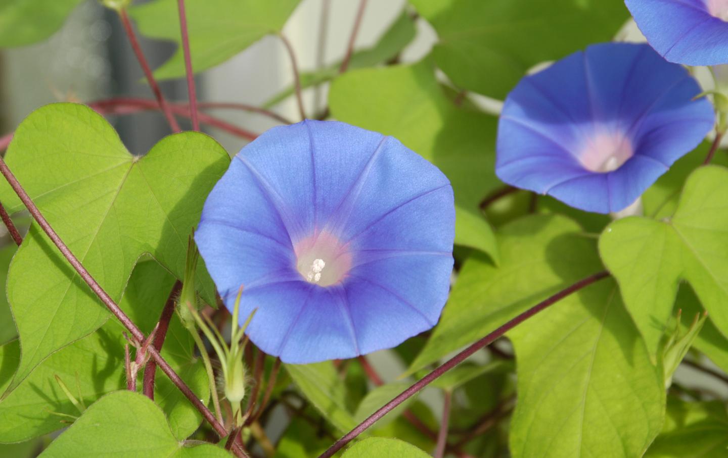 Japanese Morning Glory Standard Line