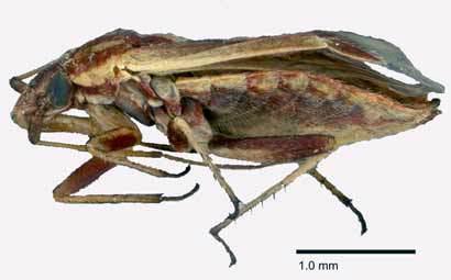 <I>Restiophylus lyginiae</I>