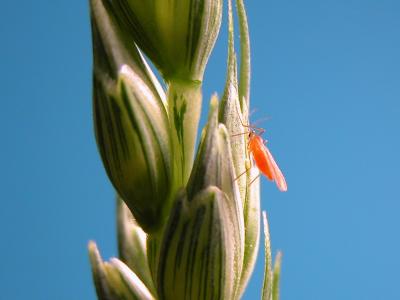 Orange Wheat Blossom Midge