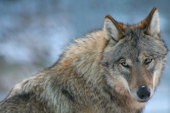 Wolf in Sweden