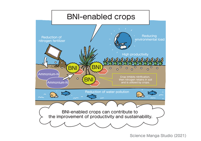BNI-enabled crops