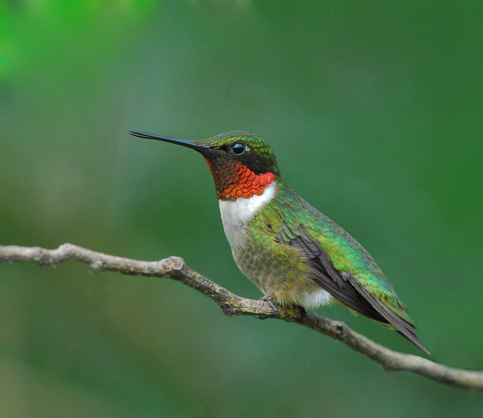 Ruby-throated Hummingbird