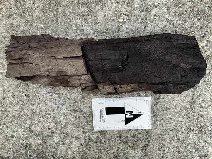 Preserved wood found during excavation