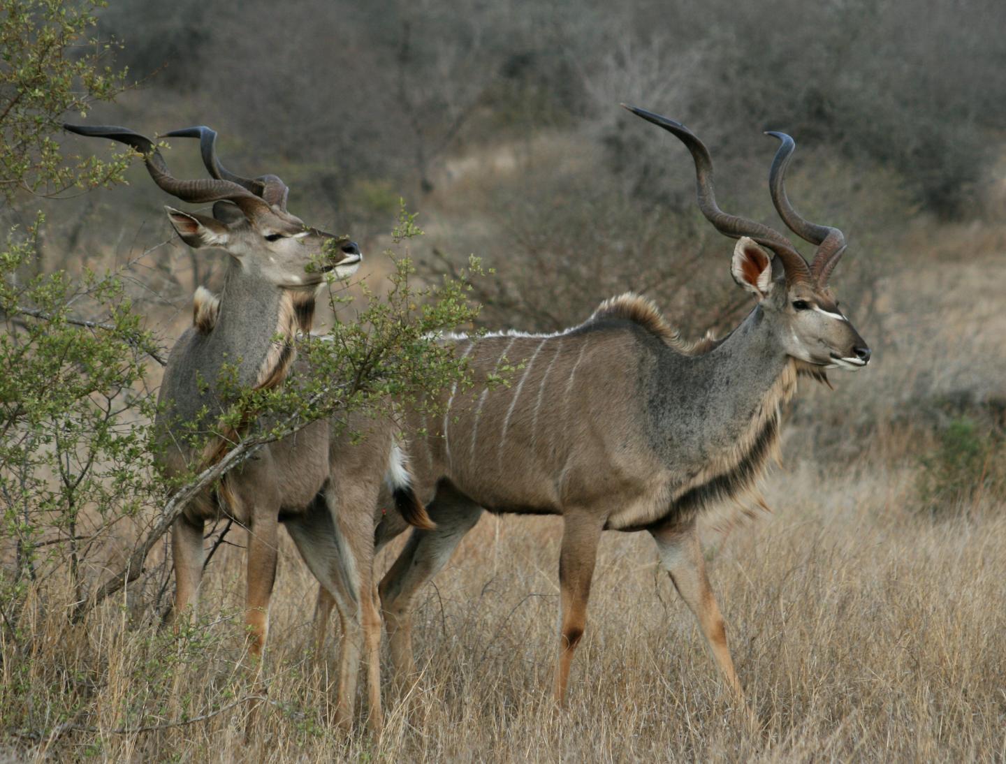 The Impacts of Herbivory on Continental Scales (8 of 10)